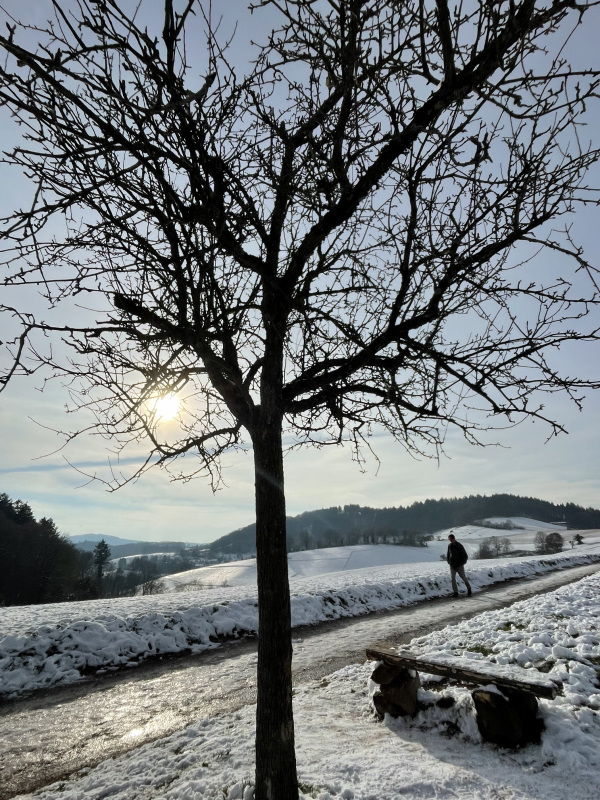 Baum im Schnee mit Sonne