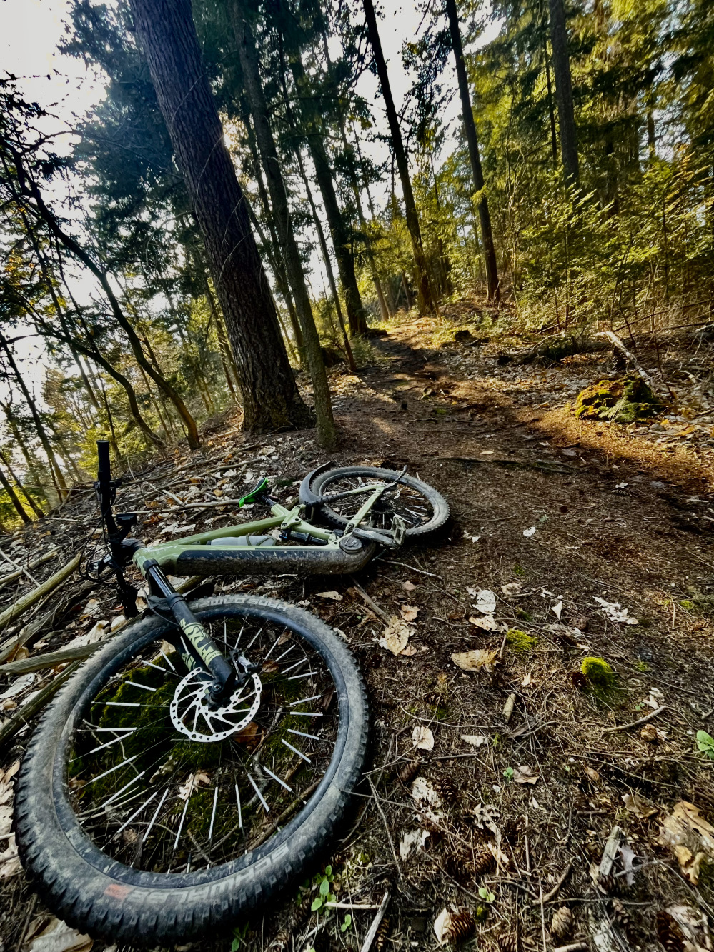 Mountainbike liegt im Wald