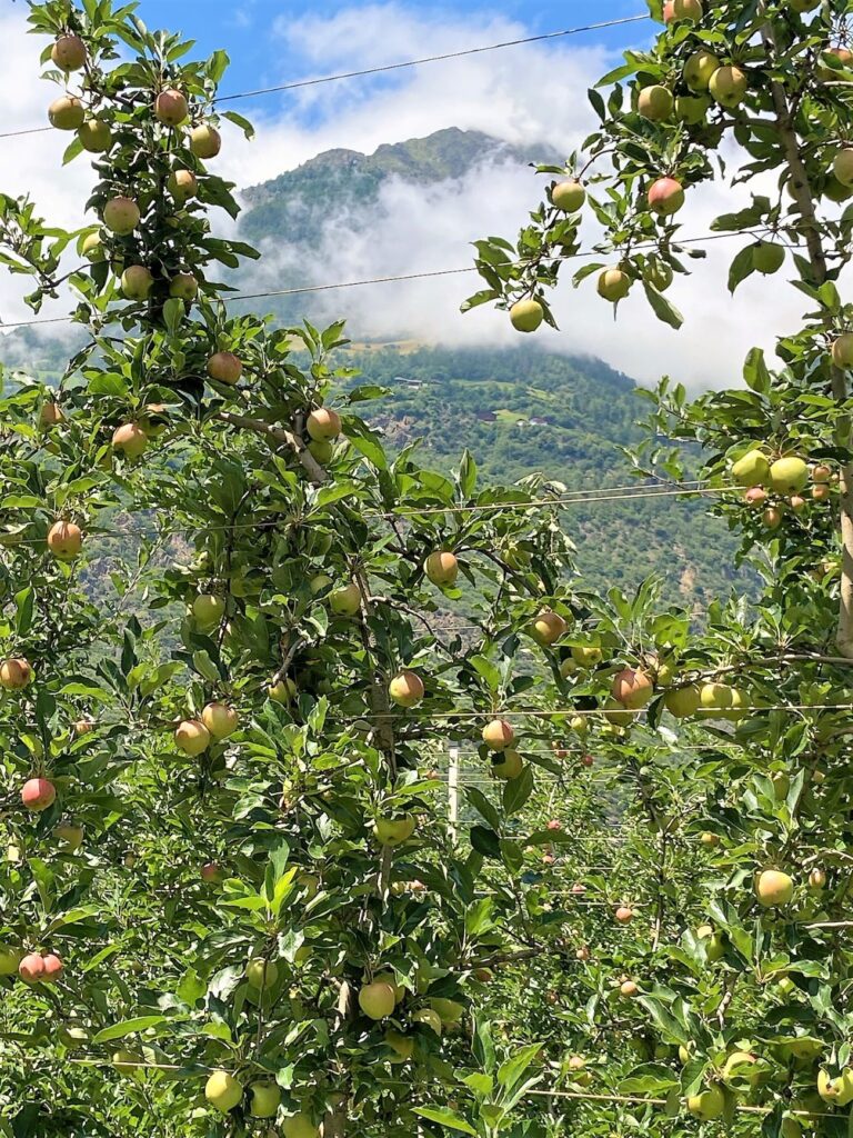 Apfelbäume im Etschtal bei Meran